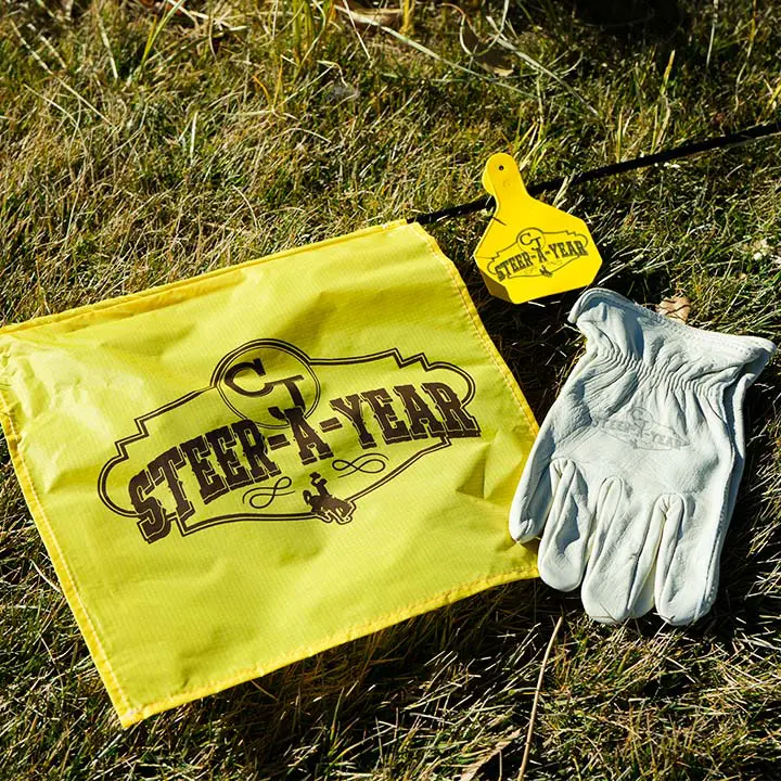 Picture of steer